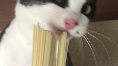 cat eating noodles