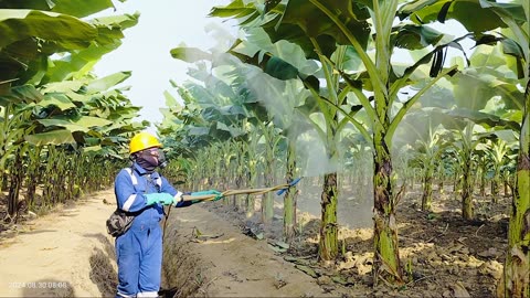 spraying Banana Leaves