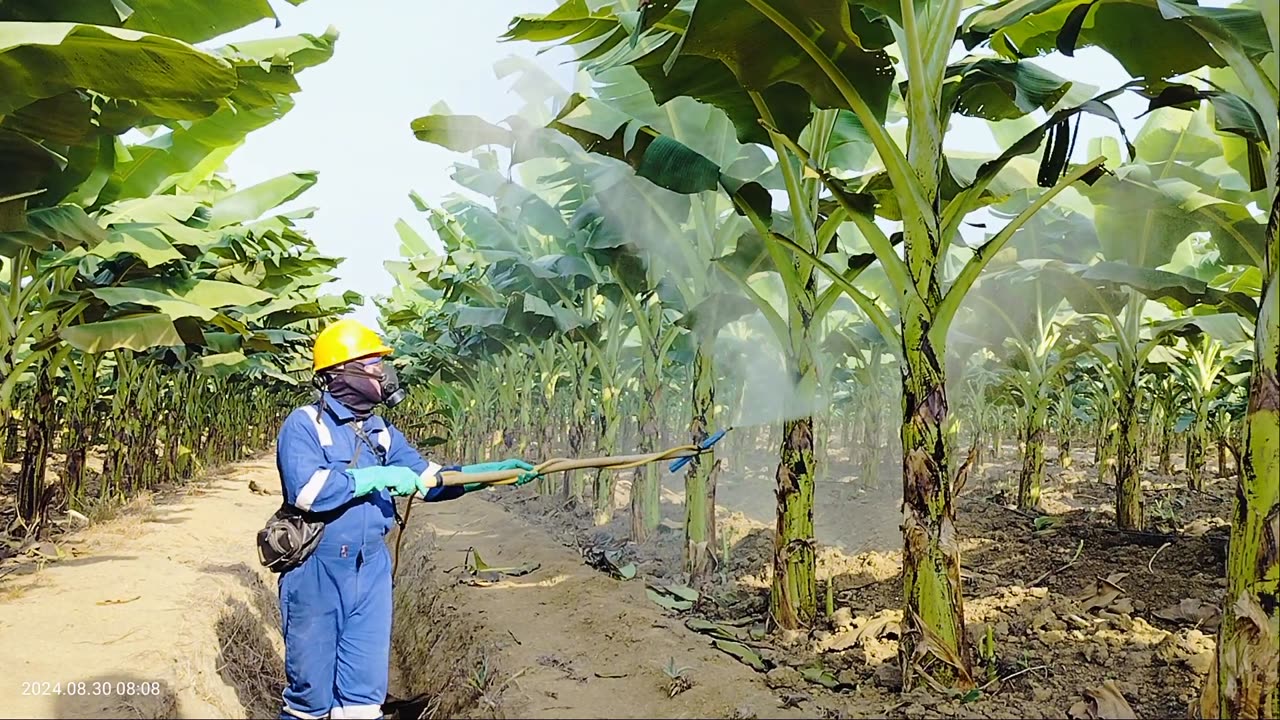 spraying Banana Leaves