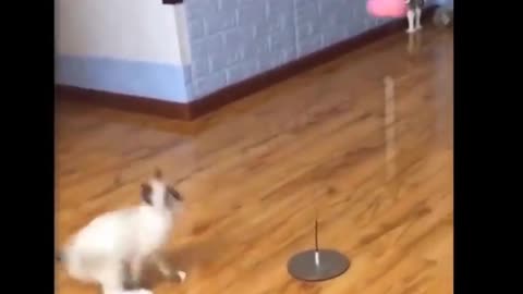 Cute And Funny cat playing Part - 2