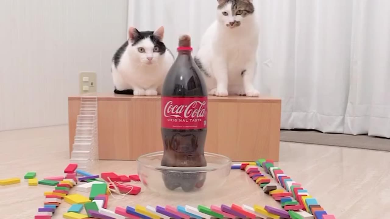 cats watch the reaction of mentos and cola