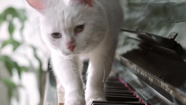 funny cat walking over a piano