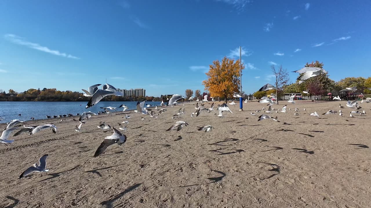 Its a Beautiful Day for the Seagulls.....