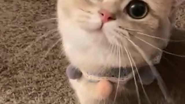 Cute and Funny Animals Videos 😹 🐶