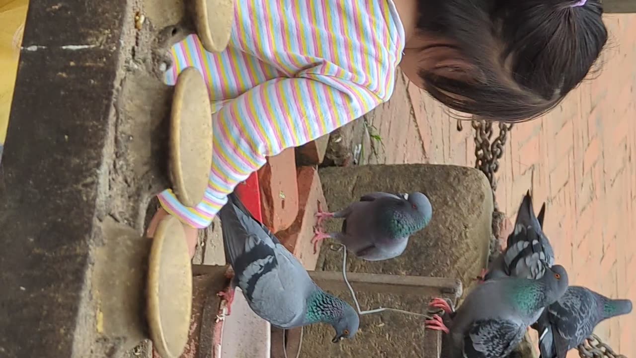 Baby Playing With Pegion 🤣