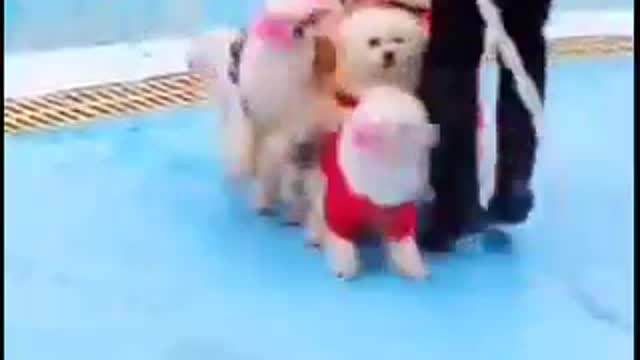 Cute dog video