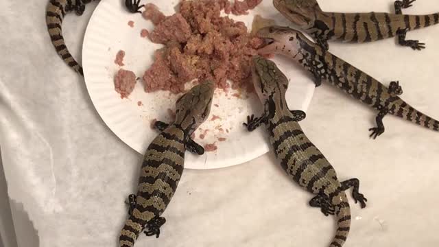 Baby Blue Tongue Skinks Chowing Down