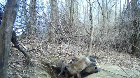 Fox Cubs