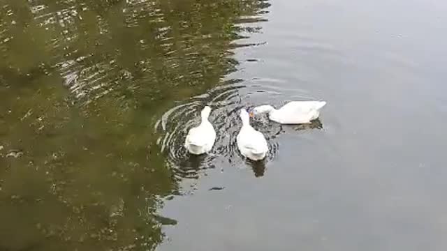 Duck family in folk village