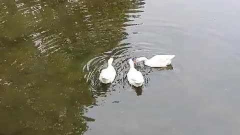 Duck family in folk village