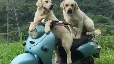 Animal_video_dog_reactions