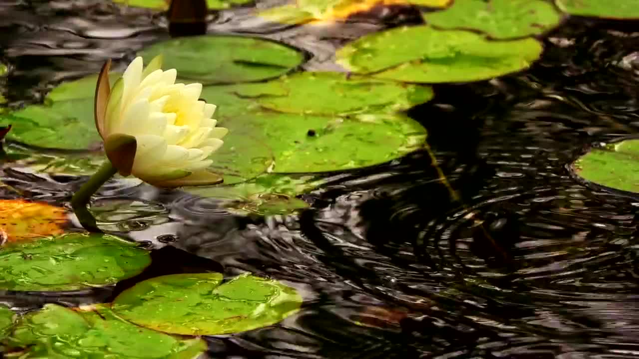 White lotus blossom in a lake with drifting leaves