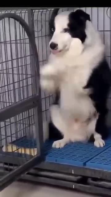 COCK VS PUPPY||FUNNY CUTE ANIMAL FIGHTS