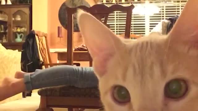 adorable pets try not to laugh