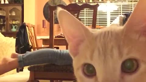 adorable pets try not to laugh