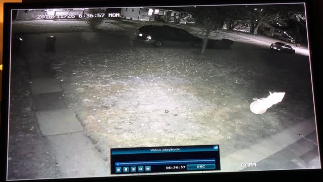 Woman Steals Inflatable Snowman From Yard