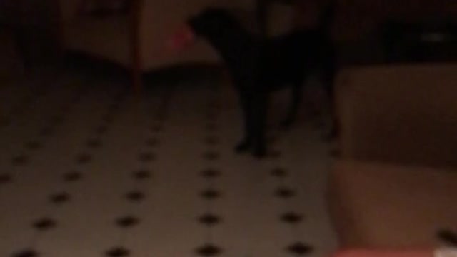 My dog is playing while I watching to in my home