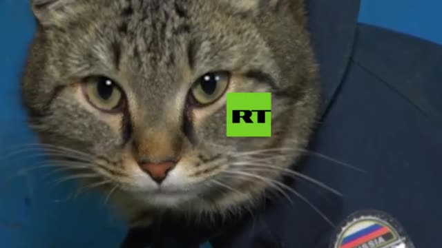 Anti-stress Cat Watches Over Russian Firefighters