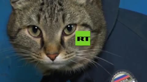 Anti-stress Cat Watches Over Russian Firefighters