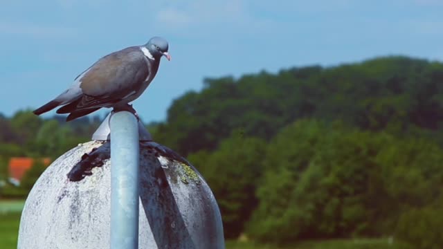 Pigeons are at rest