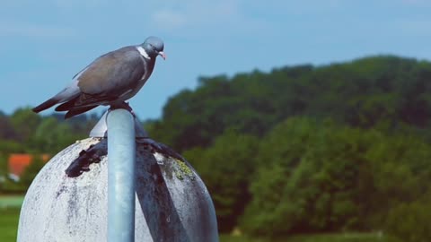 Pigeons are at rest