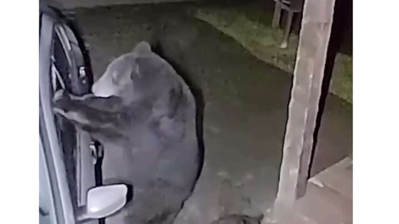 🐻 bear stole my neighbour car with his kids