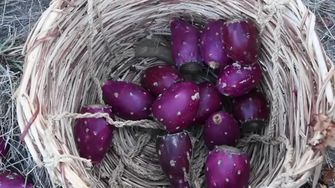 Primitive Safety Tongs & Prickly Pear Juice Extraction