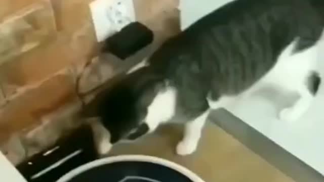 Cat on switch.