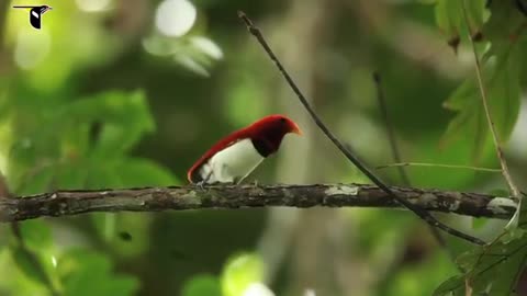 birds of paradise projects introduction