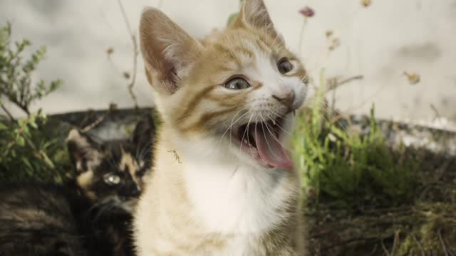 An Adorable Red and White Kitten in the garden