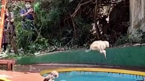 Monkey Enjoying in pool