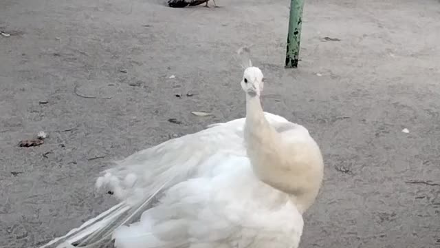 Beautiful peacock 🦚 by Kingdom of Awais
