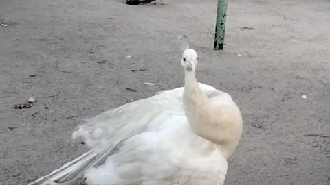Beautiful peacock 🦚 by Kingdom of Awais