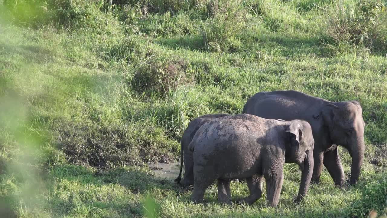 Amazing Elephant Family