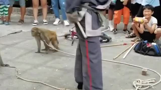 Very funny monkey 🐒video😯🤣🤣😂🐒