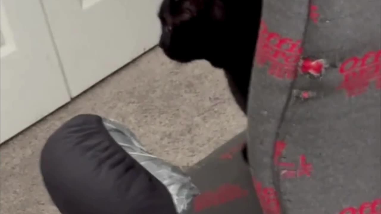 Adopting a Cat from a Shelter Vlog - Cute Precious Piper Does a Good Job as Office Manager #shorts