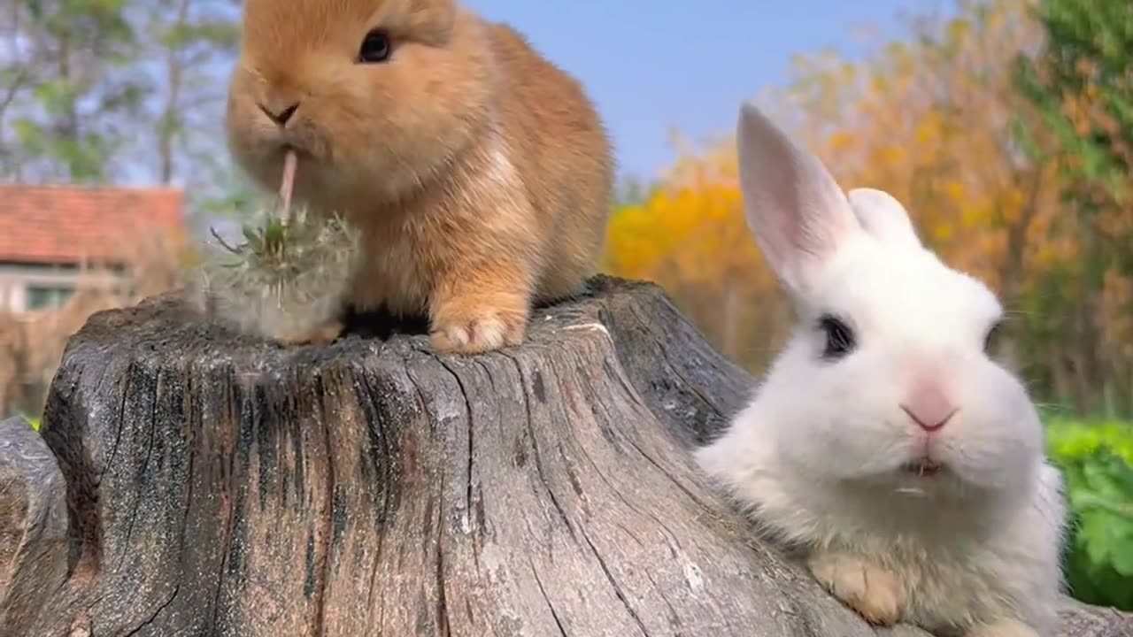 Cute rabbit eats dandelion