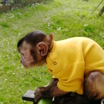 Обезьяна и огурец