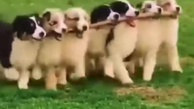 Humorous funny videos of dogs and cats, laughing will cause stomach ache