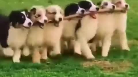 Humorous funny videos of dogs and cats, laughing will cause stomach ache