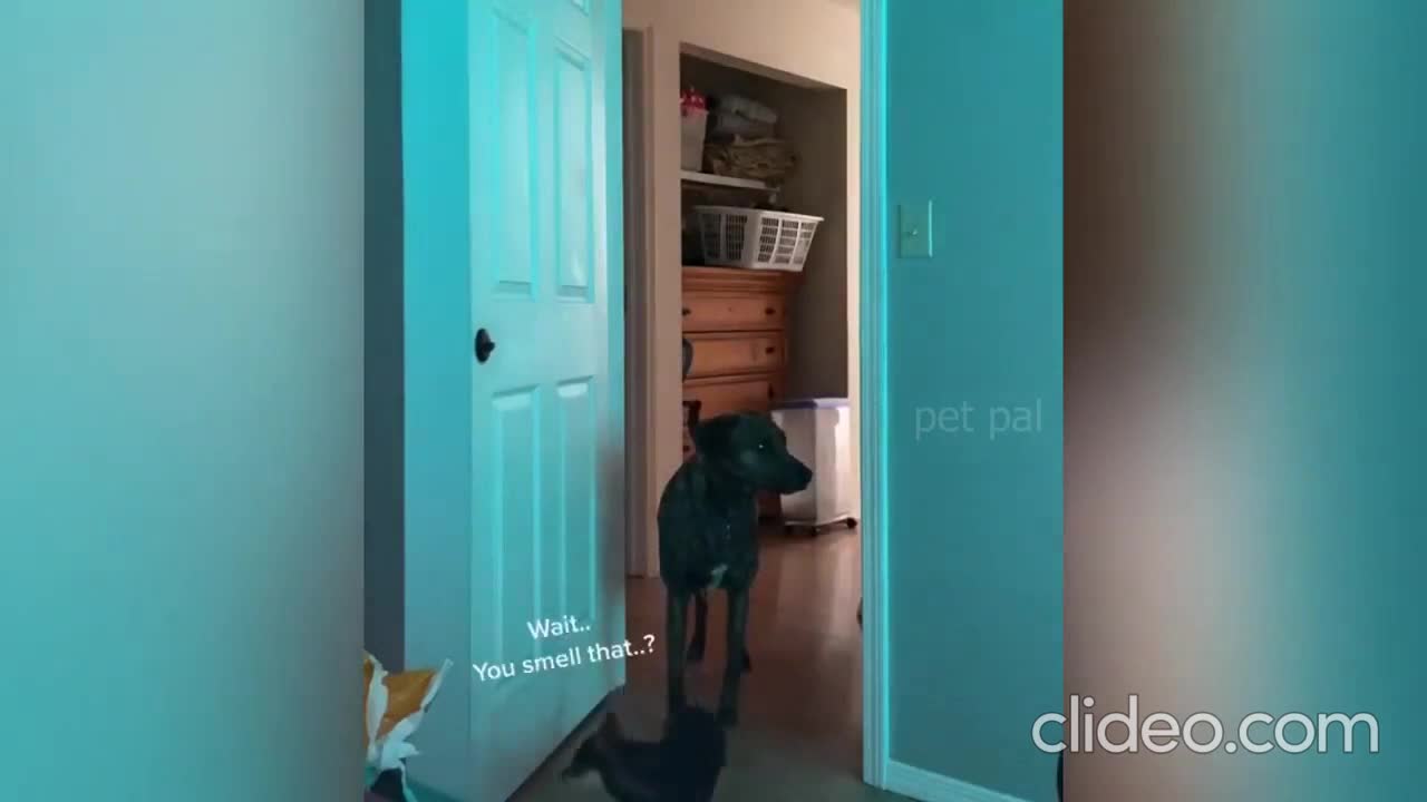 Watch how the dogs find their mom