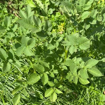 Last Year’s Potatoes Grew Back