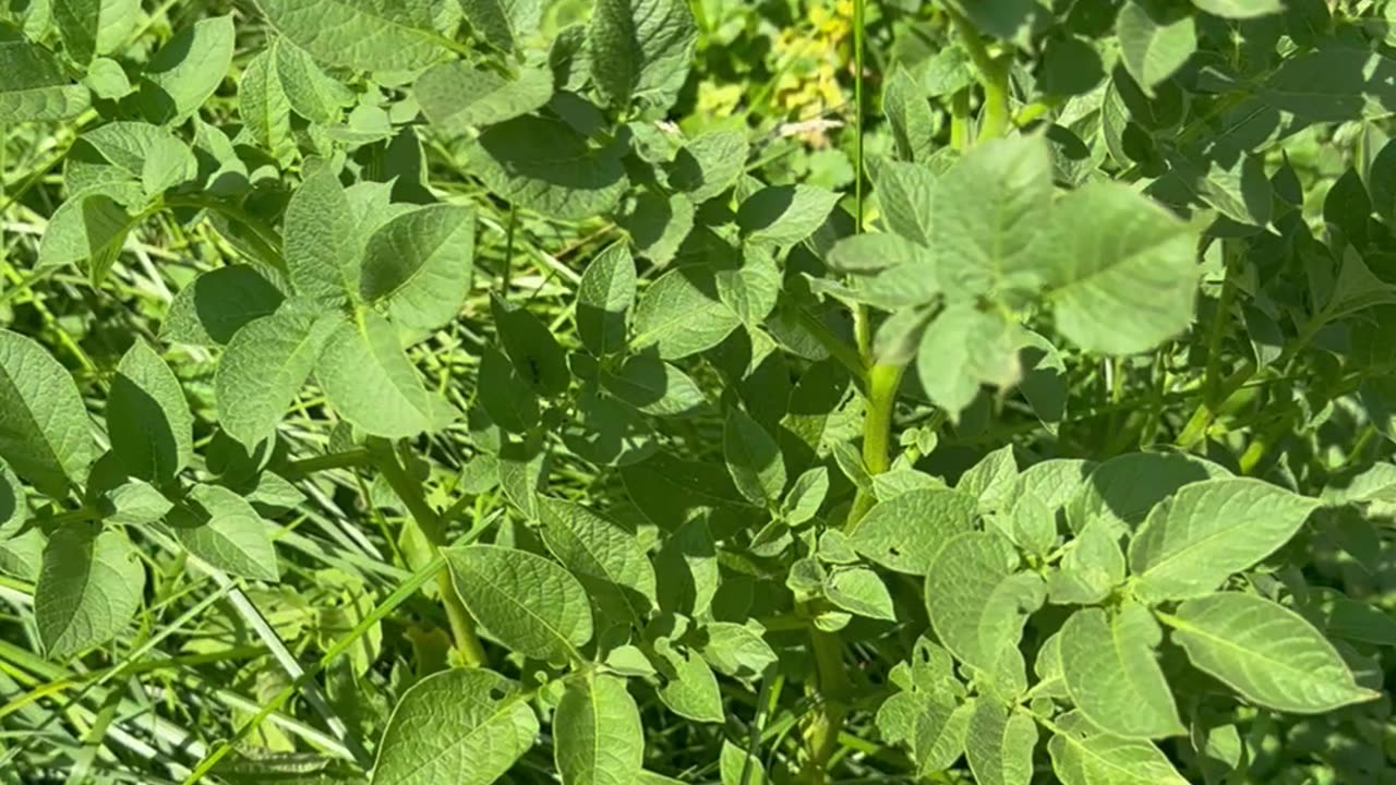 Last Year’s Potatoes Grew Back