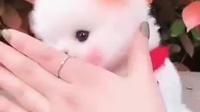 Cutest animal in the world