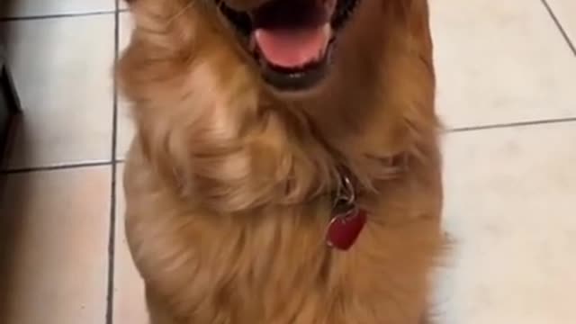 CUTE DOG VIDEOS 💙🐶 - FUNNY DOG VIDEOS 😂🐶 - AMAZING DOGS