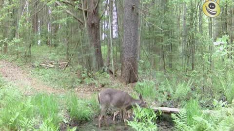 Nature Clips 18 - A New Fawn Is Born