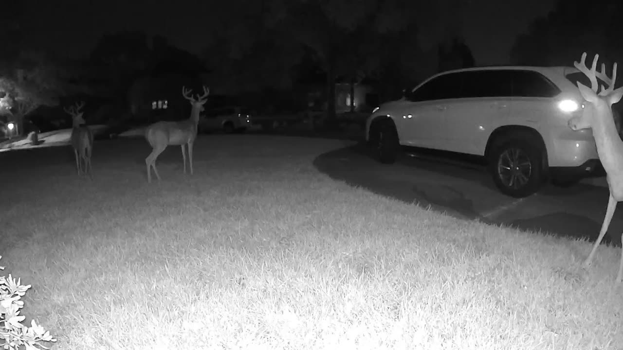 Whitetail deer in my Cypress (Houston) neighborhood - August 16, 2023 0502