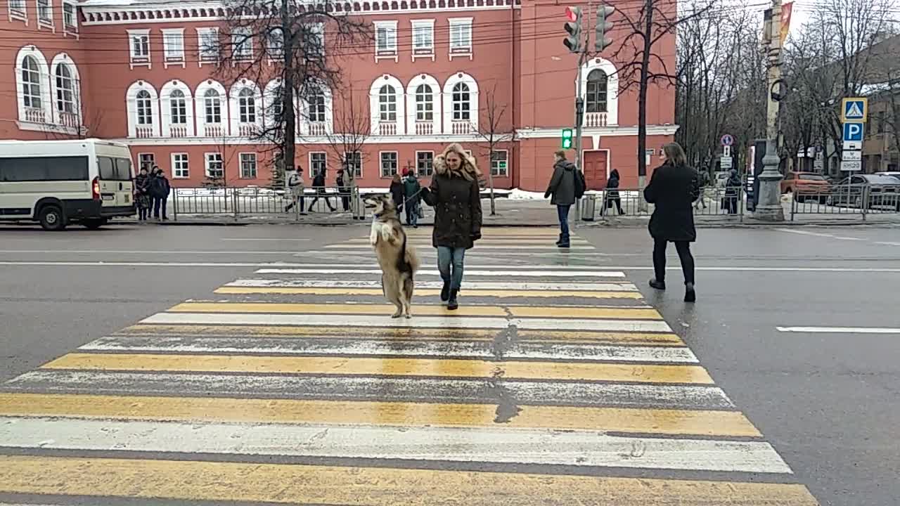 Dog's Strange Way of Walking