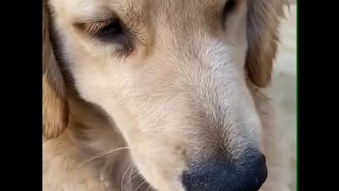 Dogs Playing Beautiful