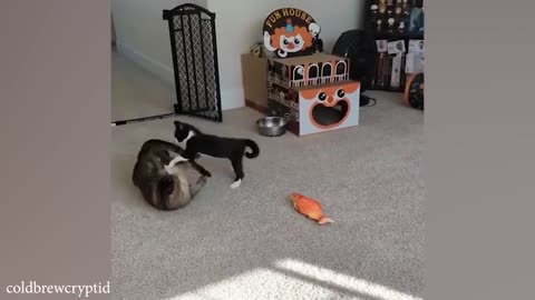 Funny cat video that make you laugh😂
